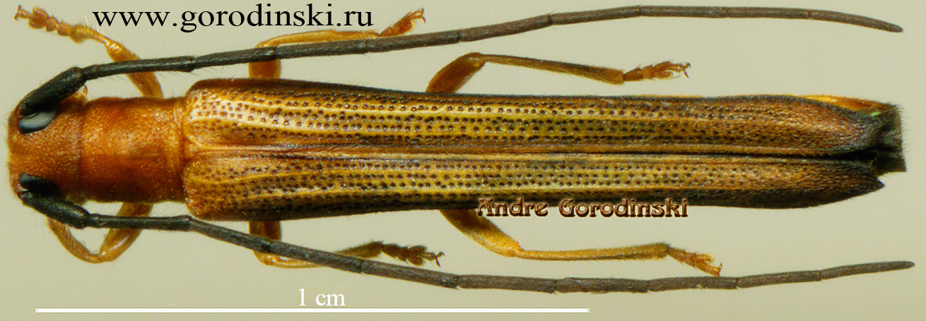 http://www.gorodinski.ru/cerambyx/Oberea sp.4.jpg